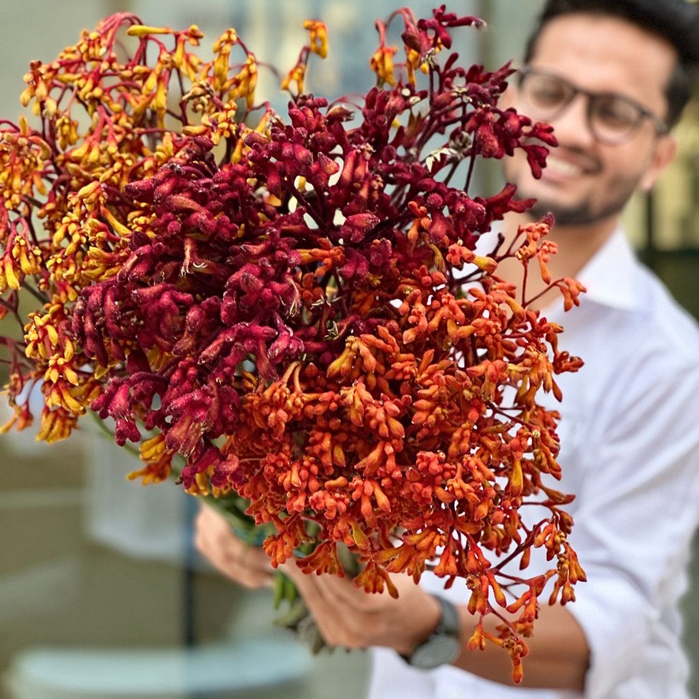 Kangaroo Paw Collective is a collaborative initiative by De Ruiter East Africa (DREA), primarily a rose breeder, partnering with Kenyan growers Imani Flowers, Exceptional Africalla, and Growtech Flowers to build the production and market case for this flower. 