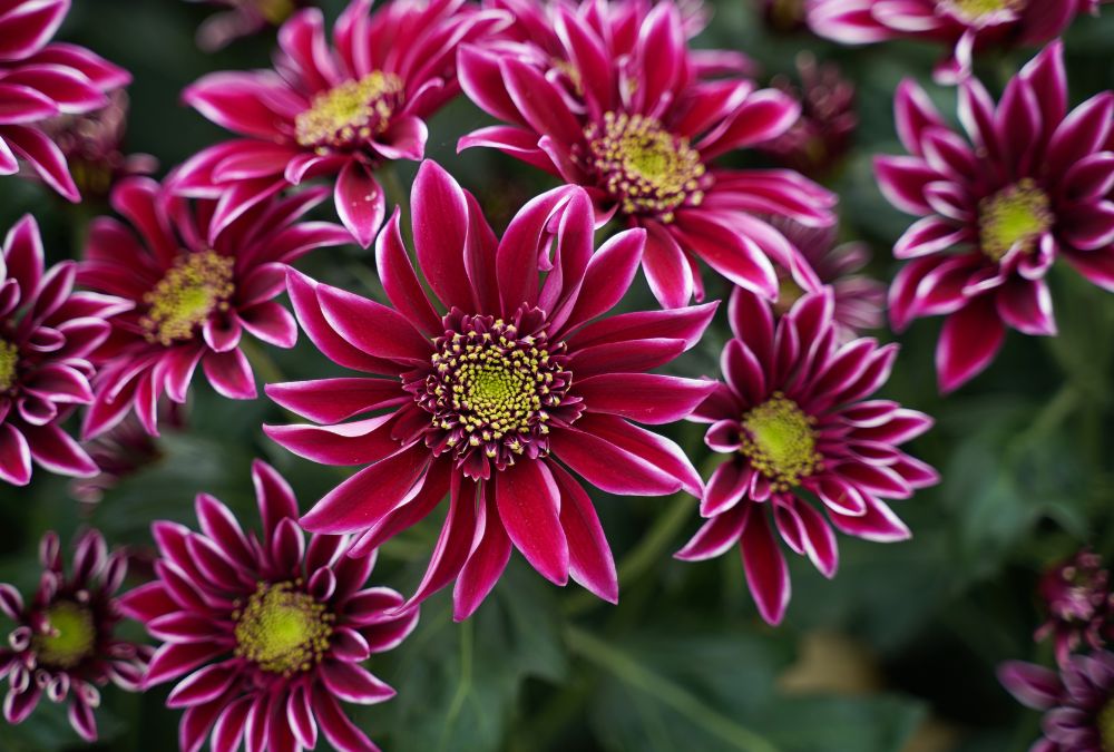 Chrysant Decorum Only