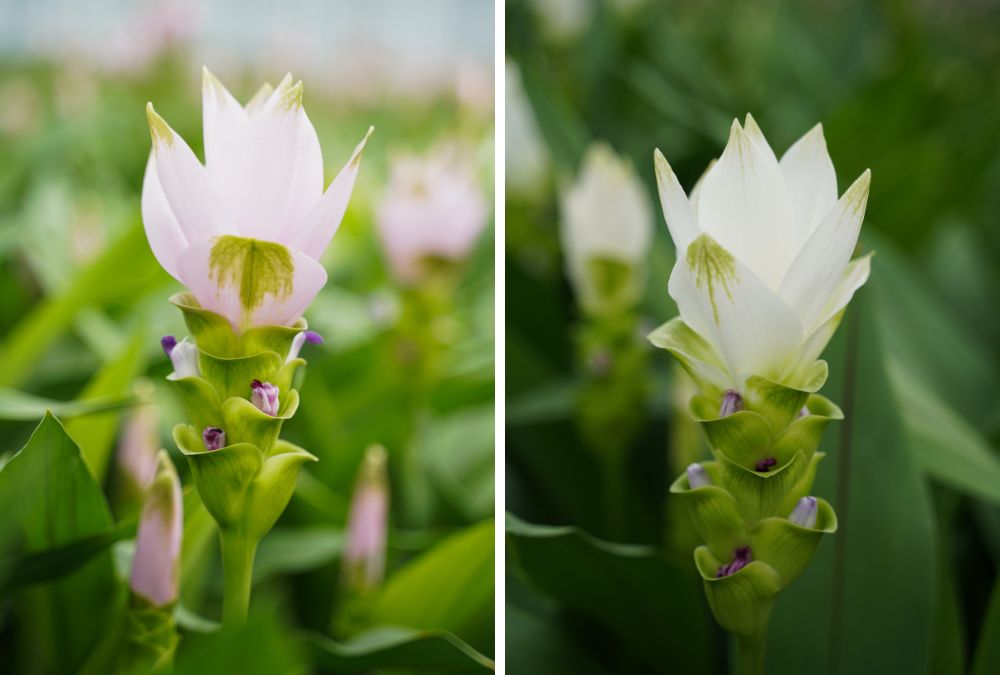 Curcuma Decorum Only