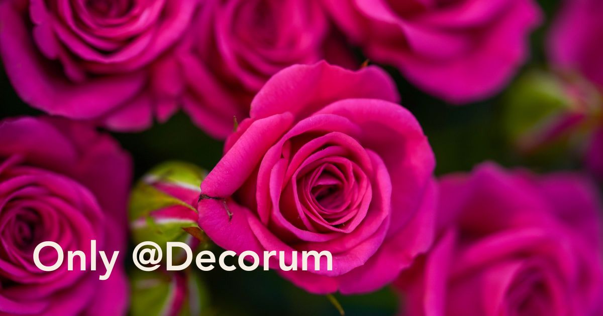 What Is Decorum Only?