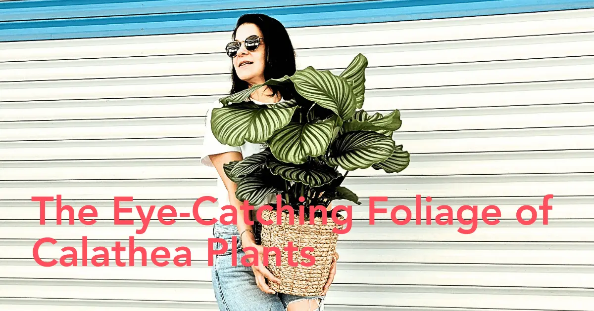 Top 7 low maintenance calathea plants - Thursd Article - Header image