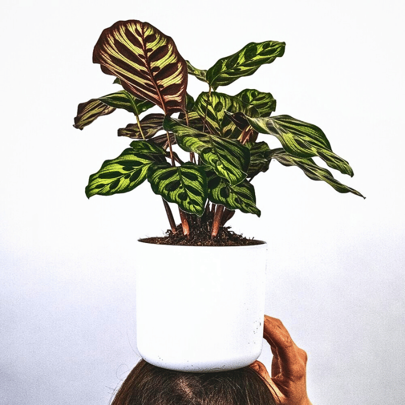 calatheas are popular houseplants