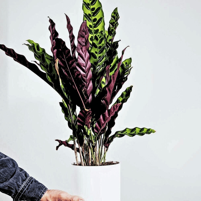 striking colors of calatheas makes them a popular houseplant