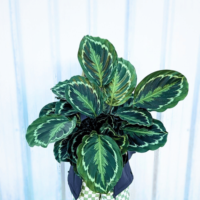 typical foliage and shades of colors of calathea medallion leaves with light green and dark green color patterns.