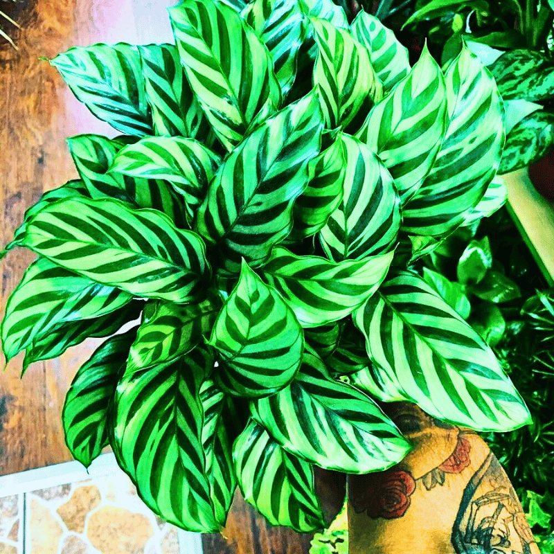 The highlighting light green of the leaves of Calathea Concinna Freddie, or the peacock plant is a treat to the eyes.