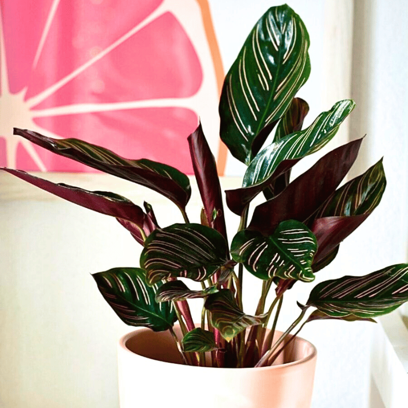 A beautiful potted calathea makoyana. These plants grow well with soil moist and in place with bright indirect light indoors.