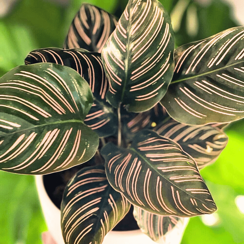 leaves of calathea ornata - a type of calathea plant