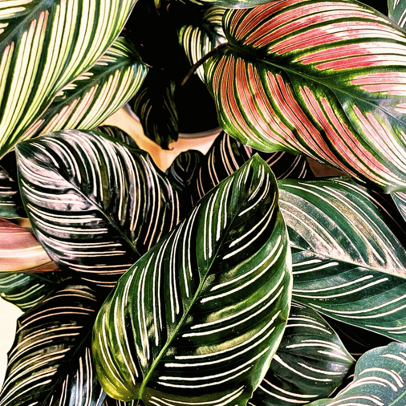 Calathea Ornata leaves