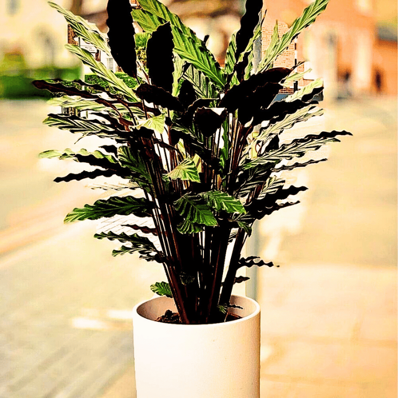 Potted Calathea Rufibarba - a popular houseplant.