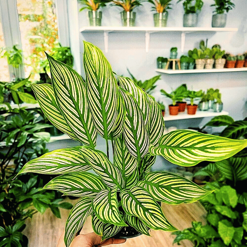 A popular variety of calathea houseplant - calathea vittata.