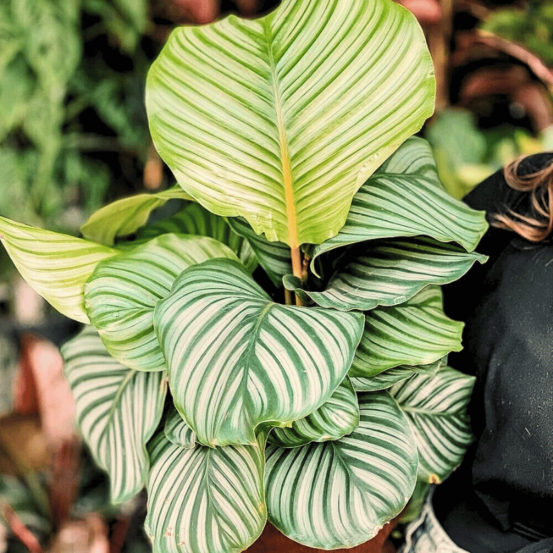 Taking care of your calathea variety.