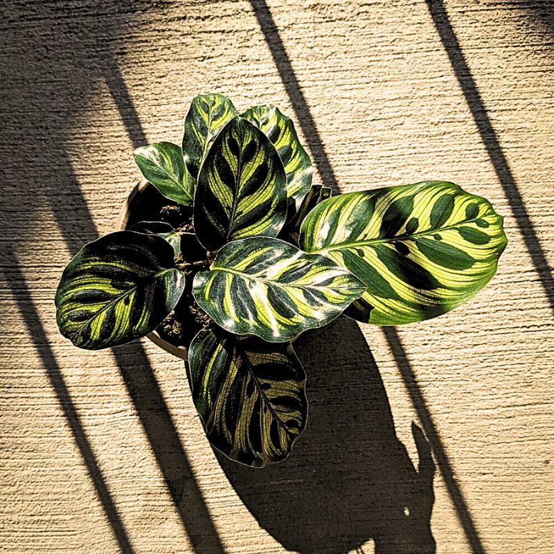 young leaves of a beautiful calathea plant - top view.