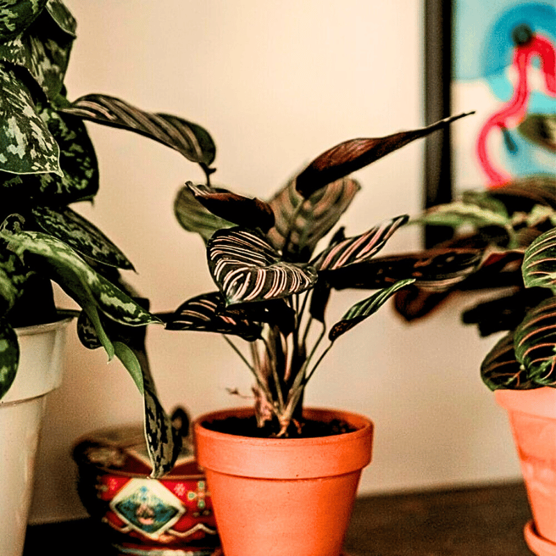 calatheas follow a typical but simple steps of propagation.