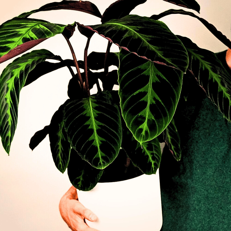 Striking dark green leaves of a calathea plant.