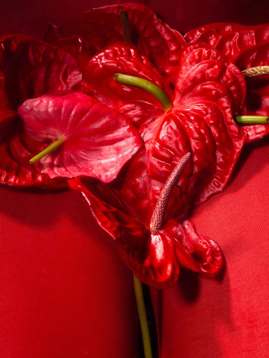 Bright red anthuriums representing femininity