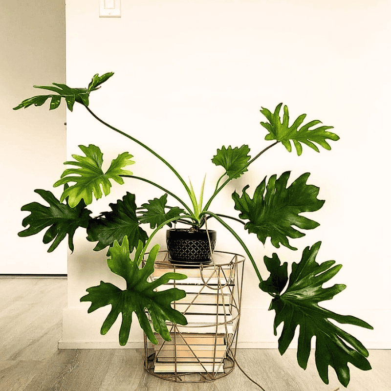 Philodendron bipinnatifidum aka philodendron selloum are popular tropical plants