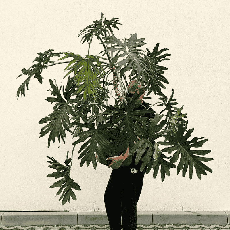 man holding a well grown healthy philodendron bipinnatifidum houseplant