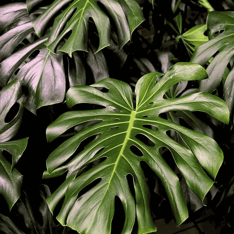 people often confuse and link monstera deliciosa with split leaf philodendron