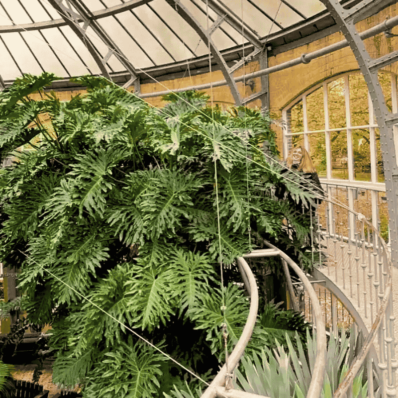 healthy tree philodendrons. The bipinnatifidum philodendron is also often confused with the horsehead philodendron. Philodendron in a botanical garden