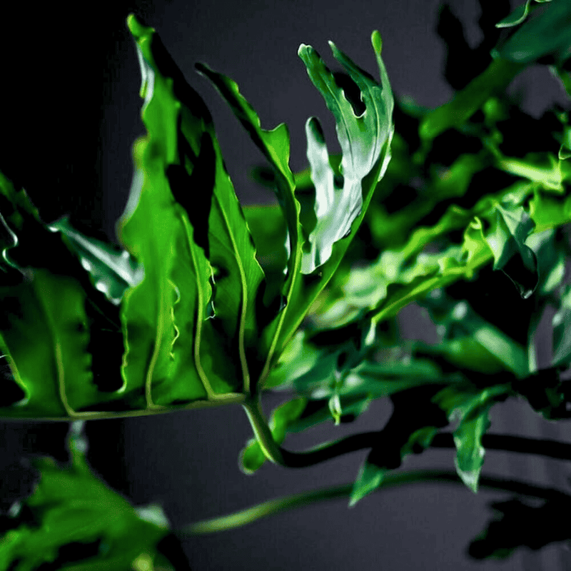 striking green leaves and long stalks of the philodendron bipinnatifidum