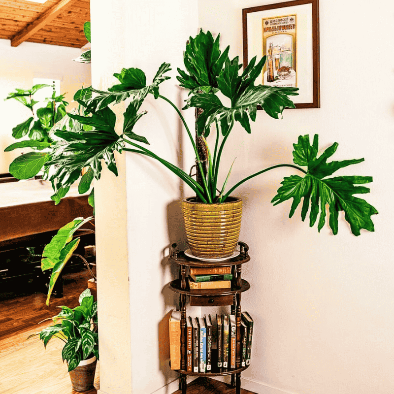 Lacy Tree Philodendron aka Bipinnatifidum Philodendron