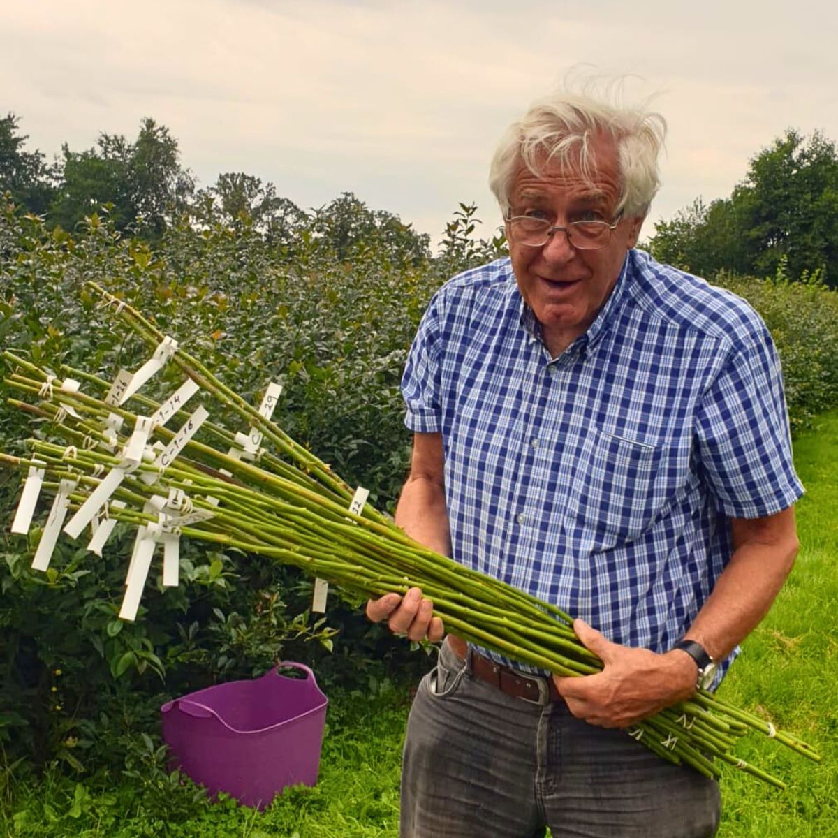 ProRoot, Also Called Plant Research Overberg (PRO) and the Revolution in Rose Rootstocks