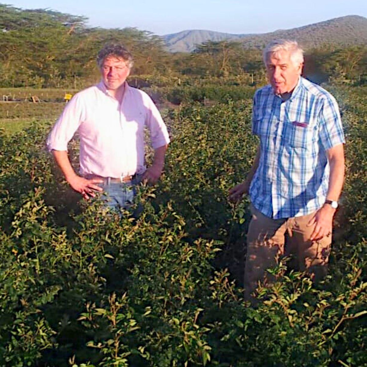 ProRoot, Also Called Plant Research Overberg (PRO) and the Revolution in Rose Rootstocks