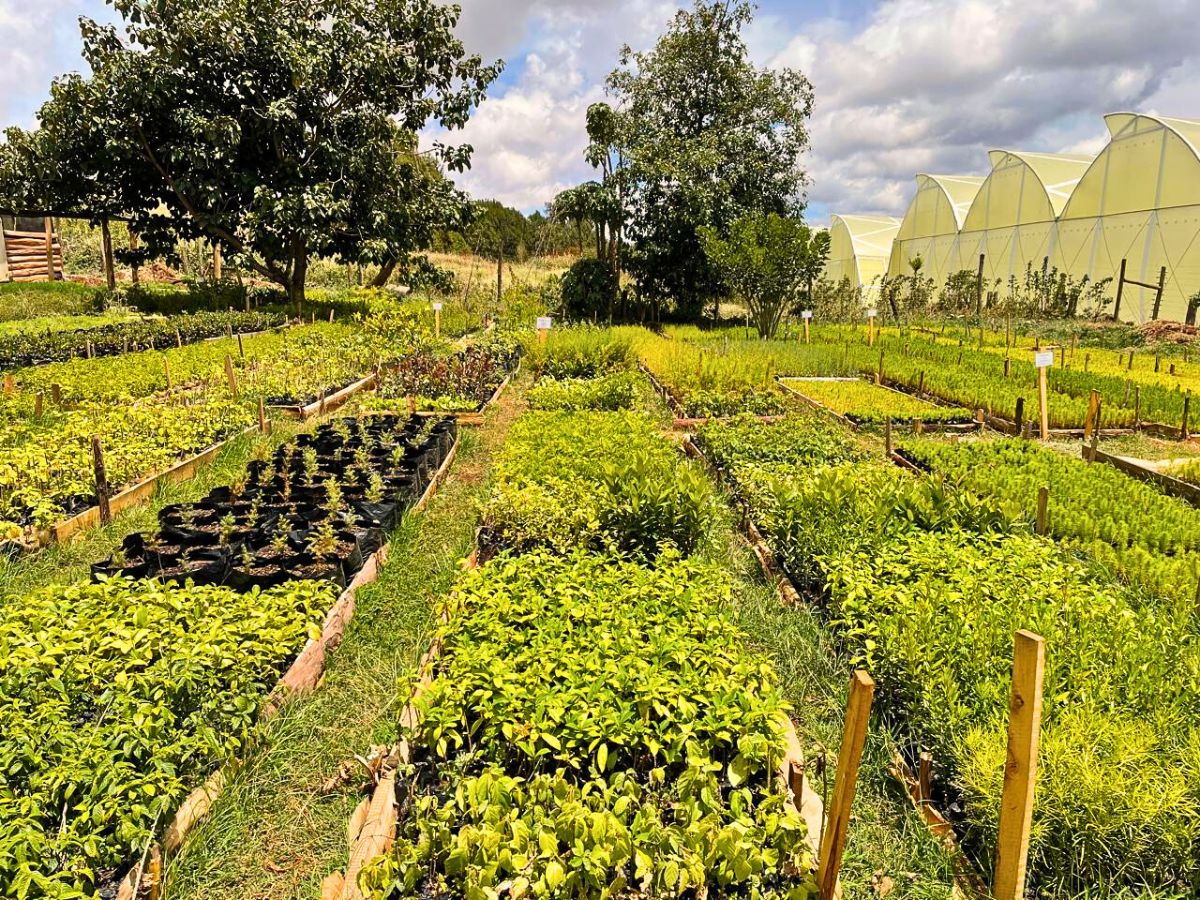 Kisima Flower Farm is Leading the Way in Sustainability