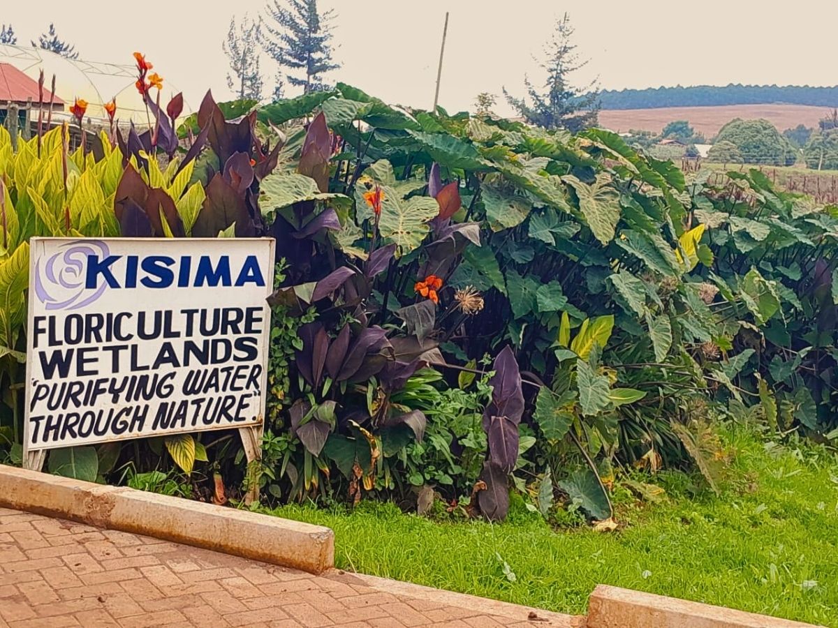 Kisima Flower Farm is Leading the Way in Sustainability