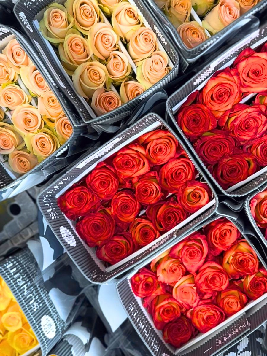 Sunrite Farms colorful roses from Ecuador