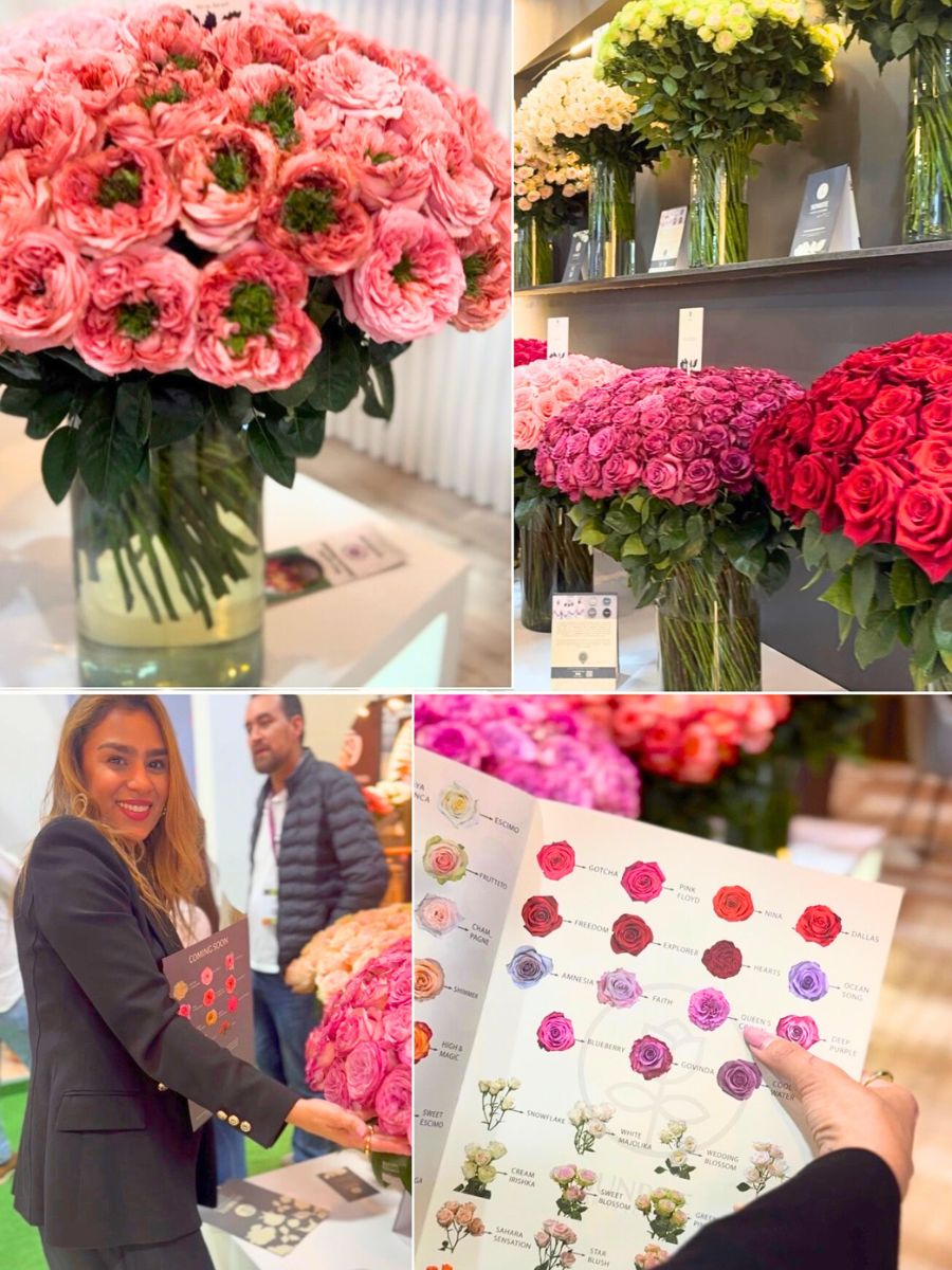 Collage of Sunrite roses at Expo Flor Ecuador