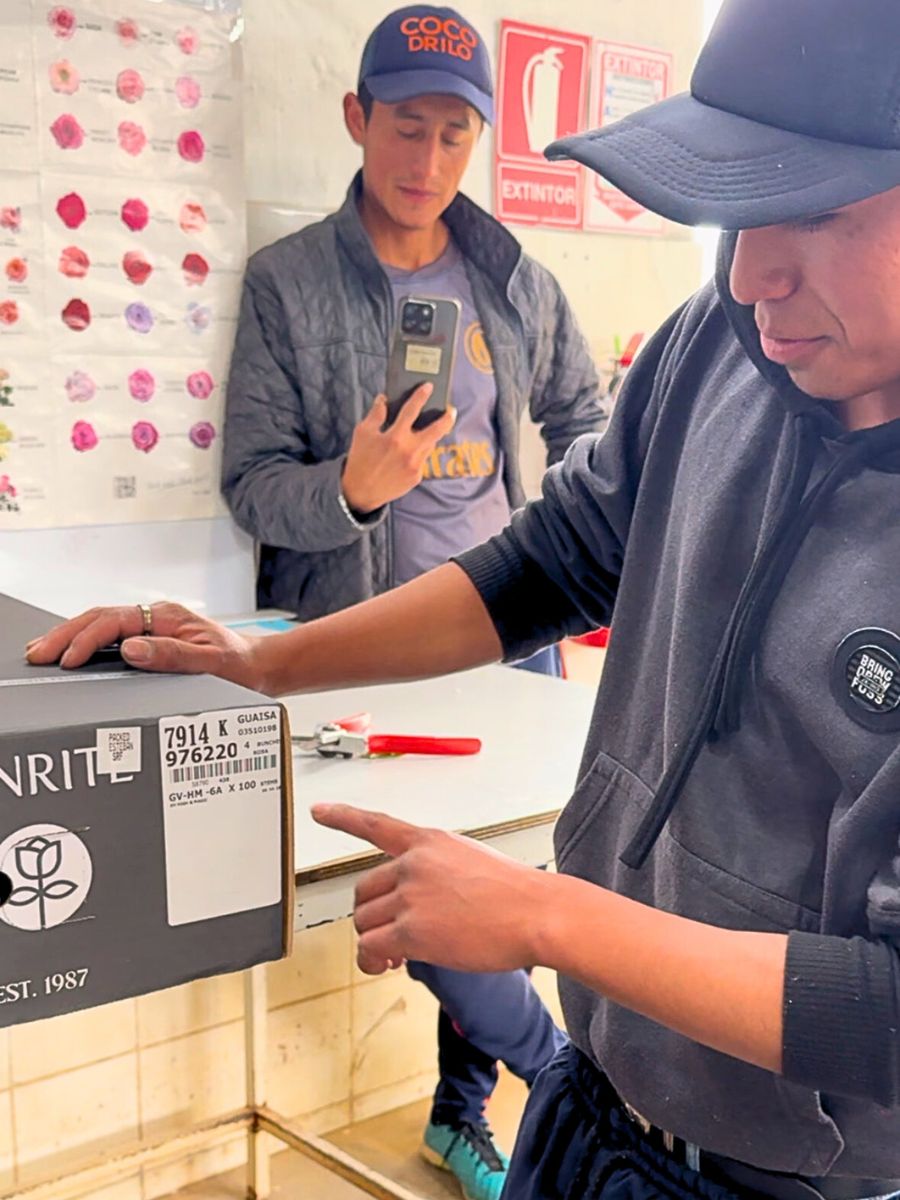 Showing how to pack roses at Sunrite Farms