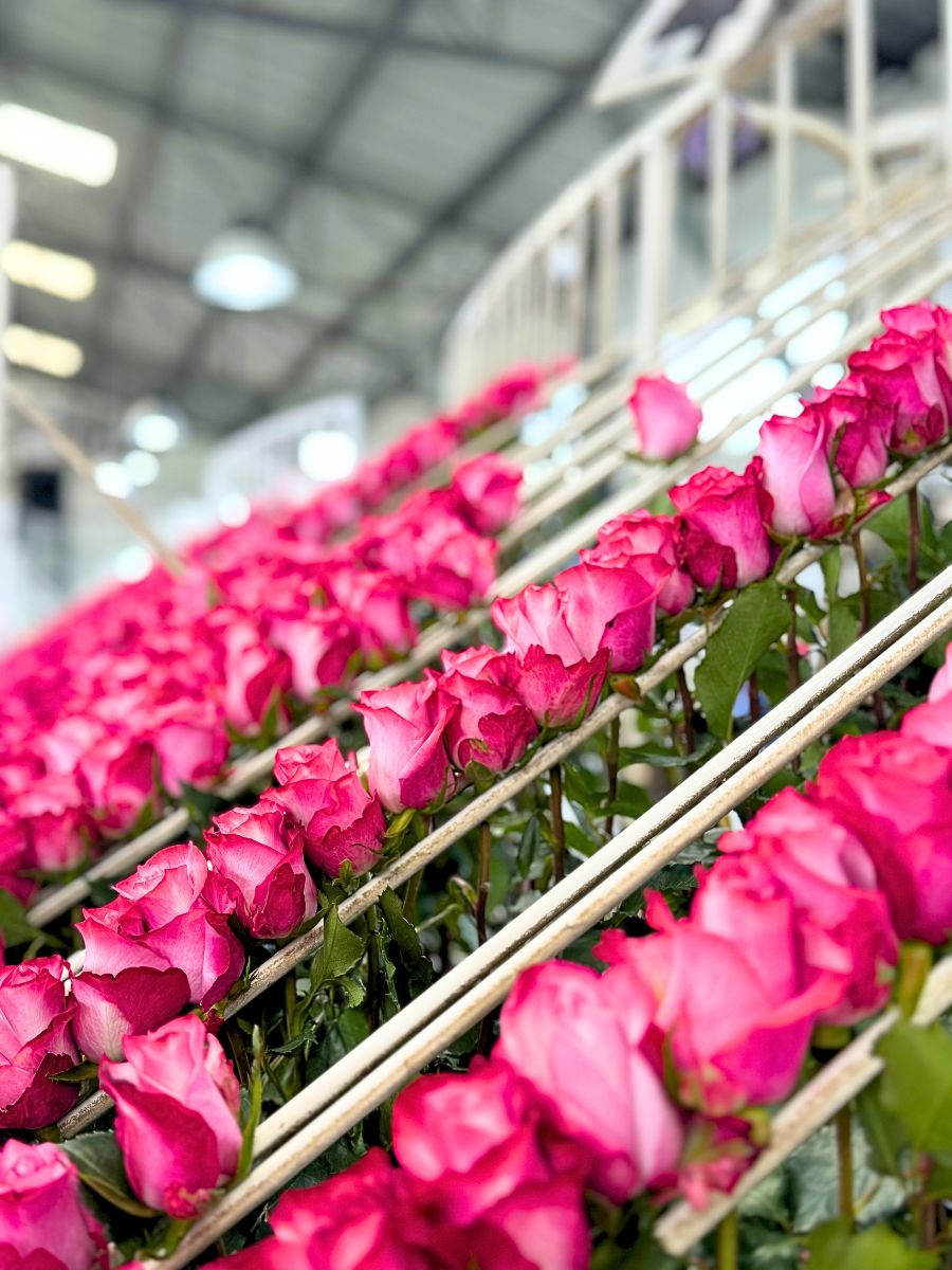 Detail of bright pink roses from Sunrite