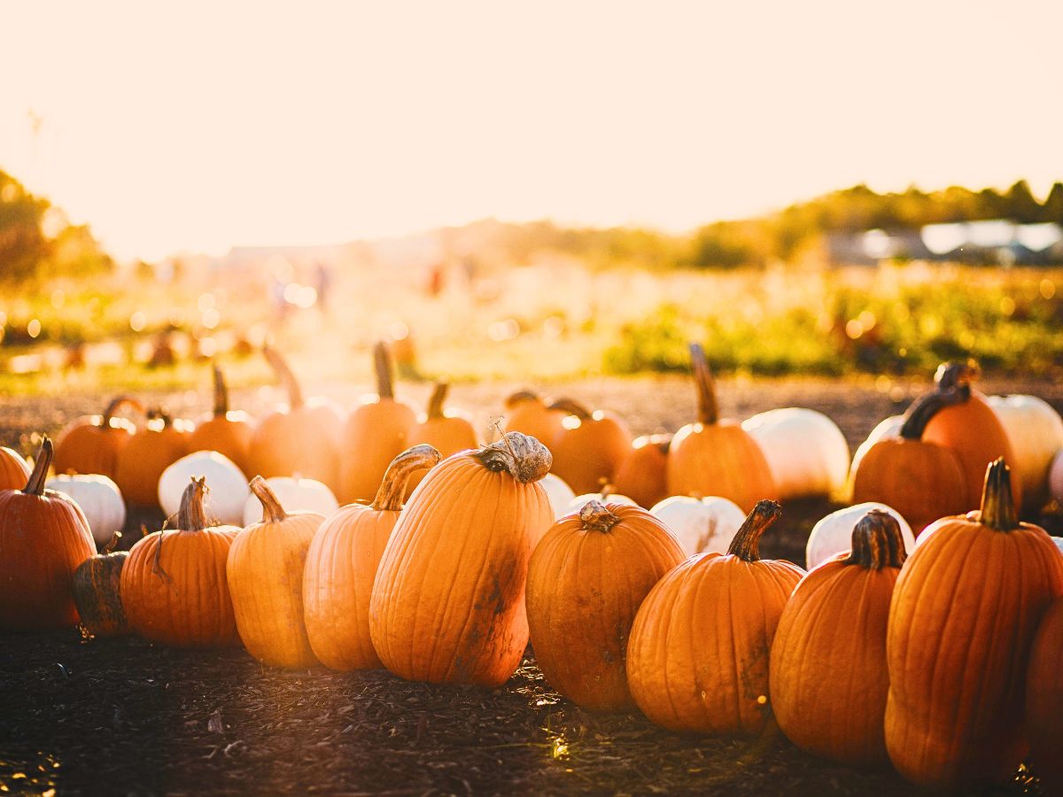 Different pumpkin sizes for National Pumpkin Day