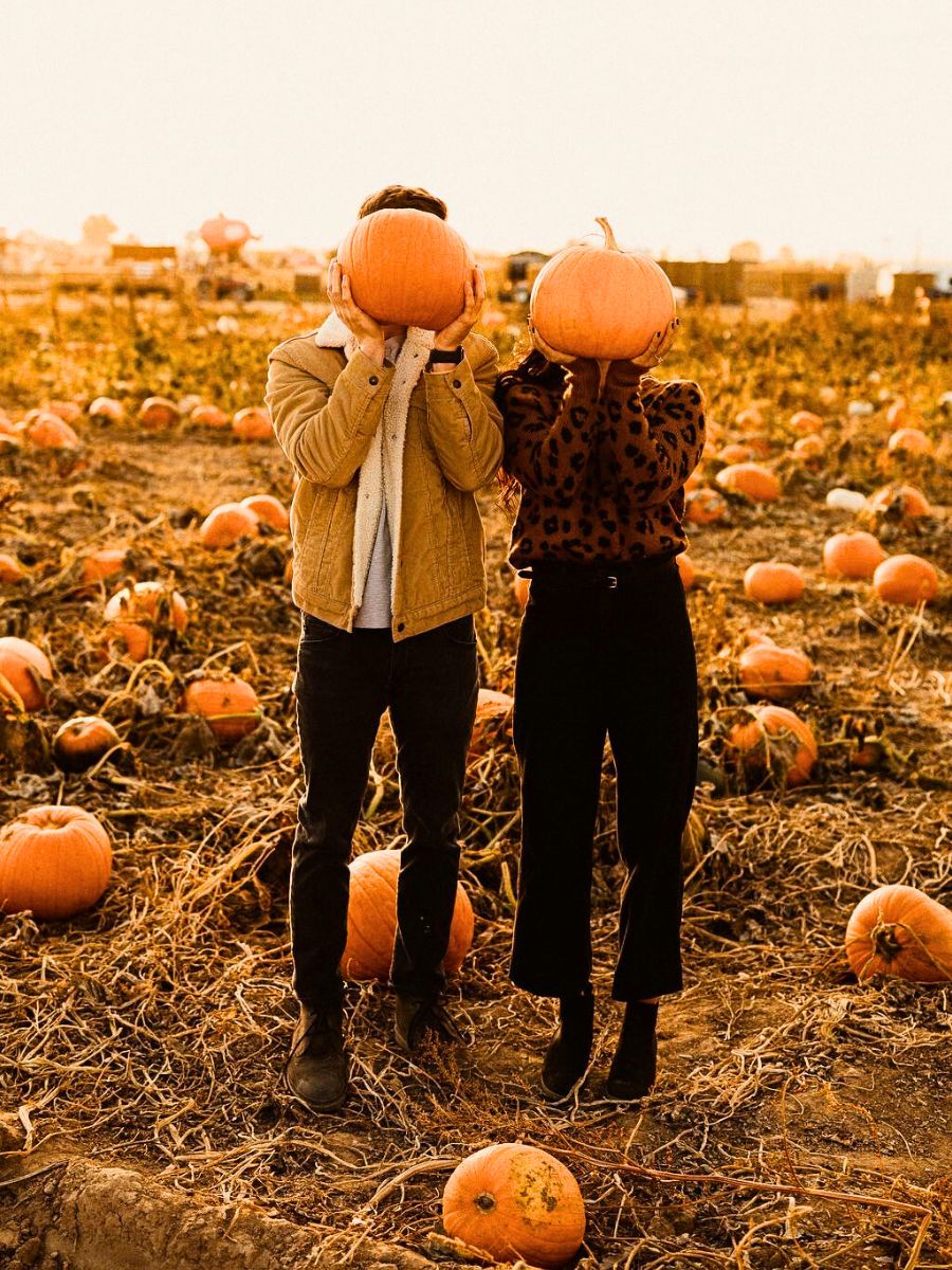 A field full of pumpkins