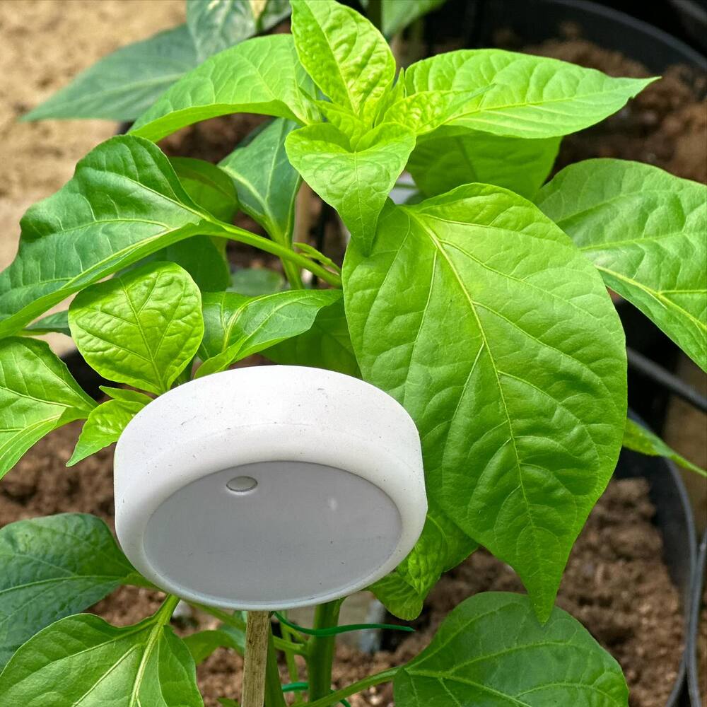 humidity sensors in greenhouses plant