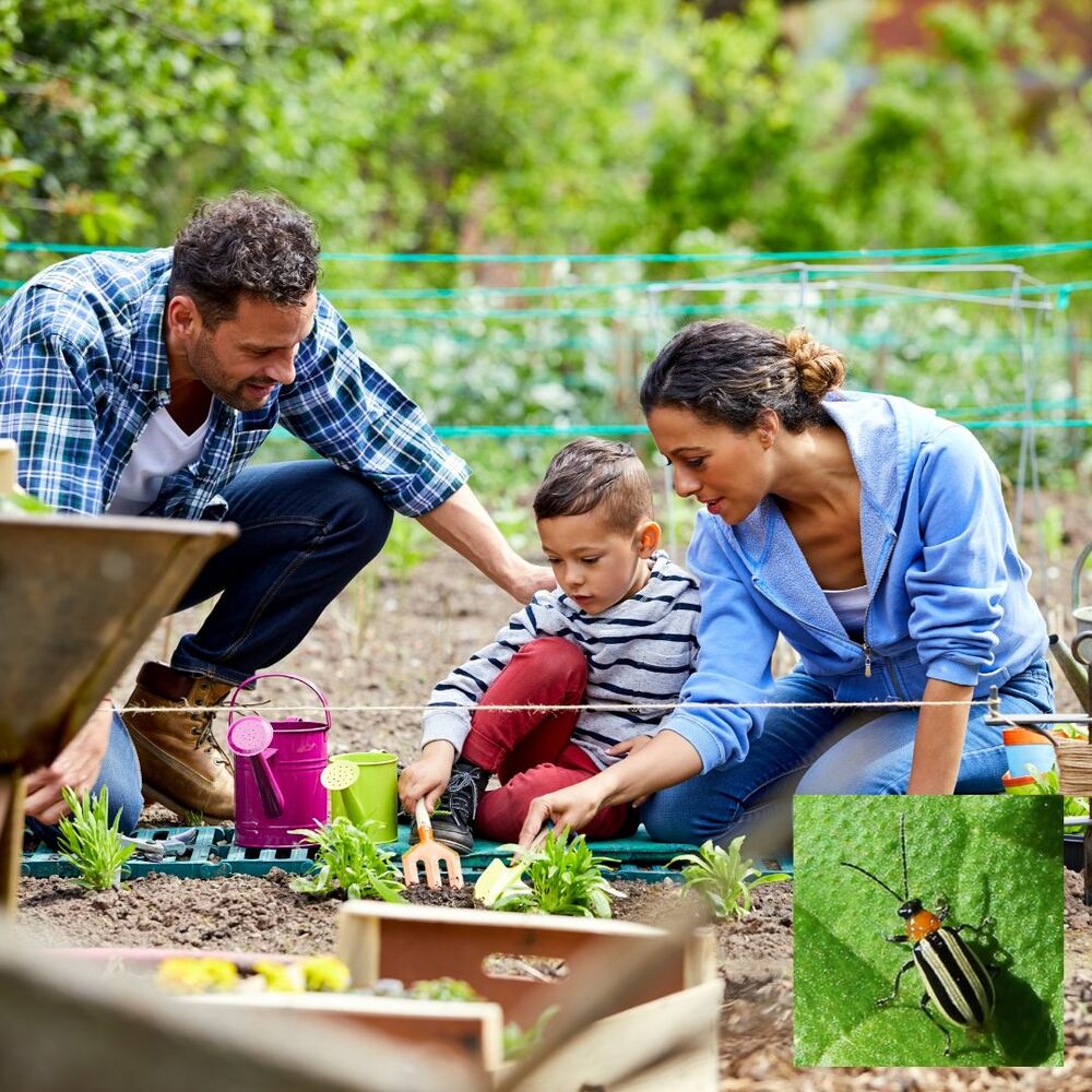 Family protecting plants  at home garden