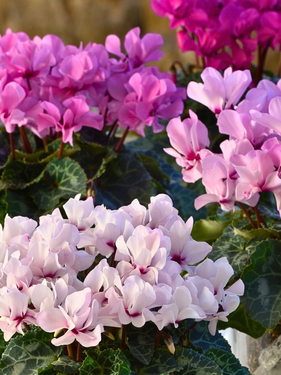 Morel's Cyclamen Petit Moulin® Gives You Prolific Double Flowers for So Much Longer