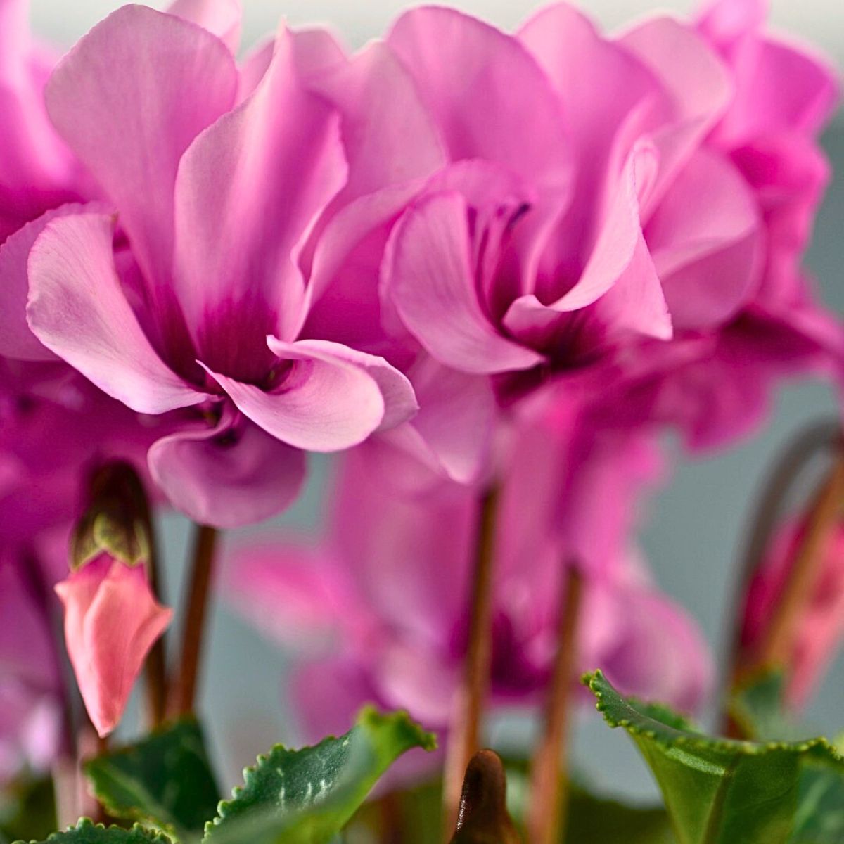 Morel's Cyclamen Petit Moulin® Gives You Prolific Double Flowers for So Much Longer