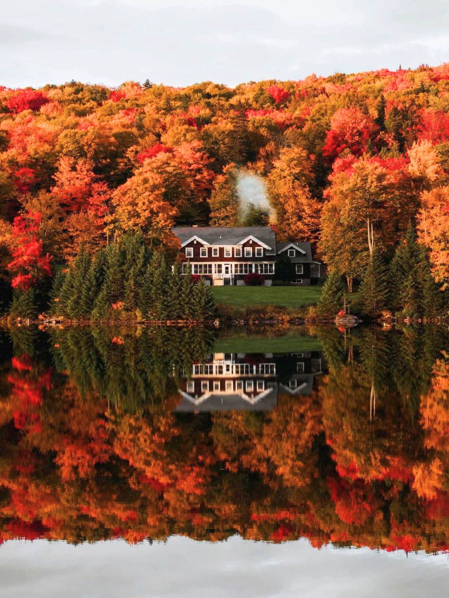 A forest full of fall foliage in New England