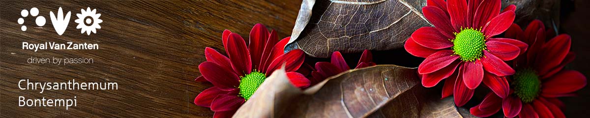 Chrysanthemum Bontempi banner