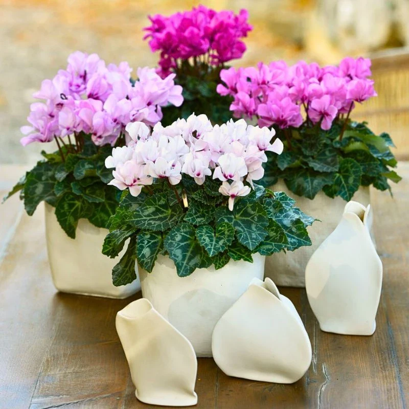 Morel's Cyclamen Petit Moulin® Gives You Prolific Double Flowers for So Much Longer