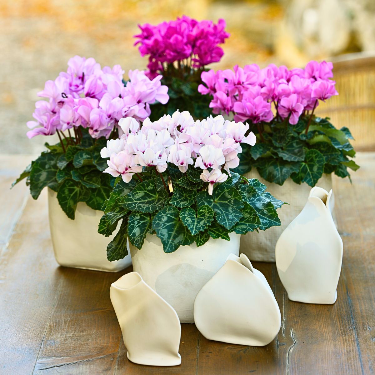 Morel's Cyclamen Petit Moulin® Gives You Prolific Double Flowers for So Much Longer