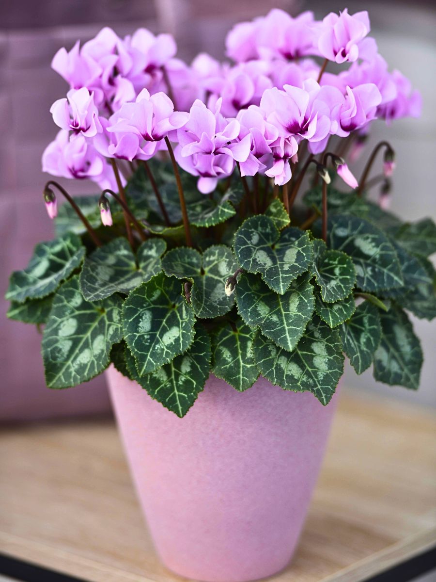 Morel's Cyclamen Petit Moulin® Gives You Prolific Double Flowers for So Much Longer