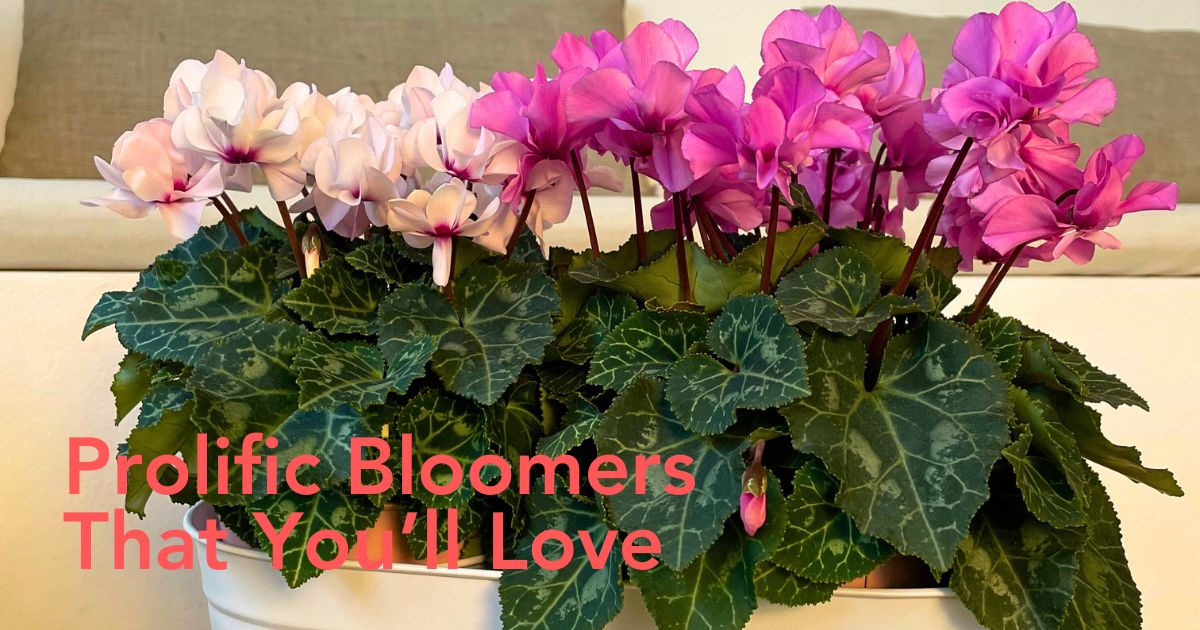 Morel's Cyclamen Petit Moulin® Gives You Prolific Double Flowers for So Much Longer