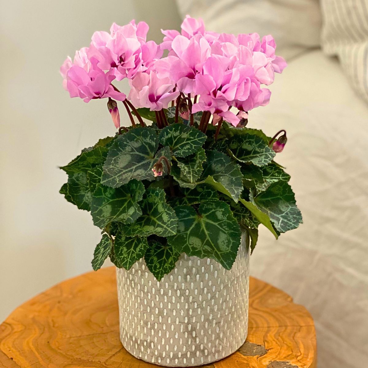 Morel's Cyclamen Petit Moulin® Gives You Prolific Double Flowers for So Much Longer