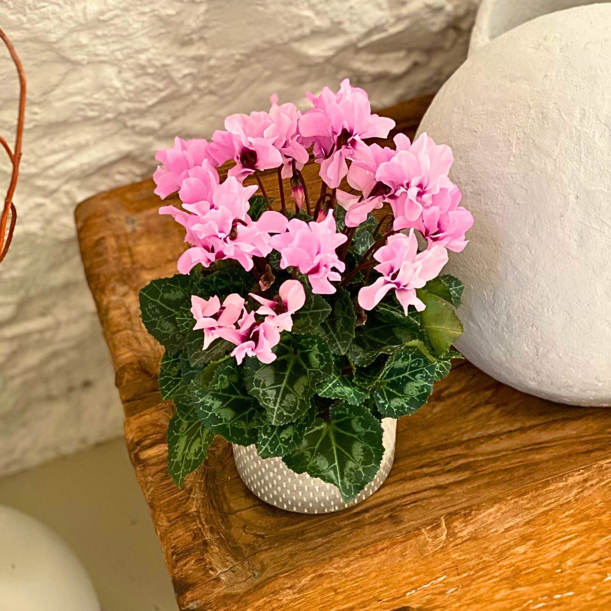 Morel's Cyclamen Petit Moulin® Gives You Prolific Double Flowers for So Much Longer