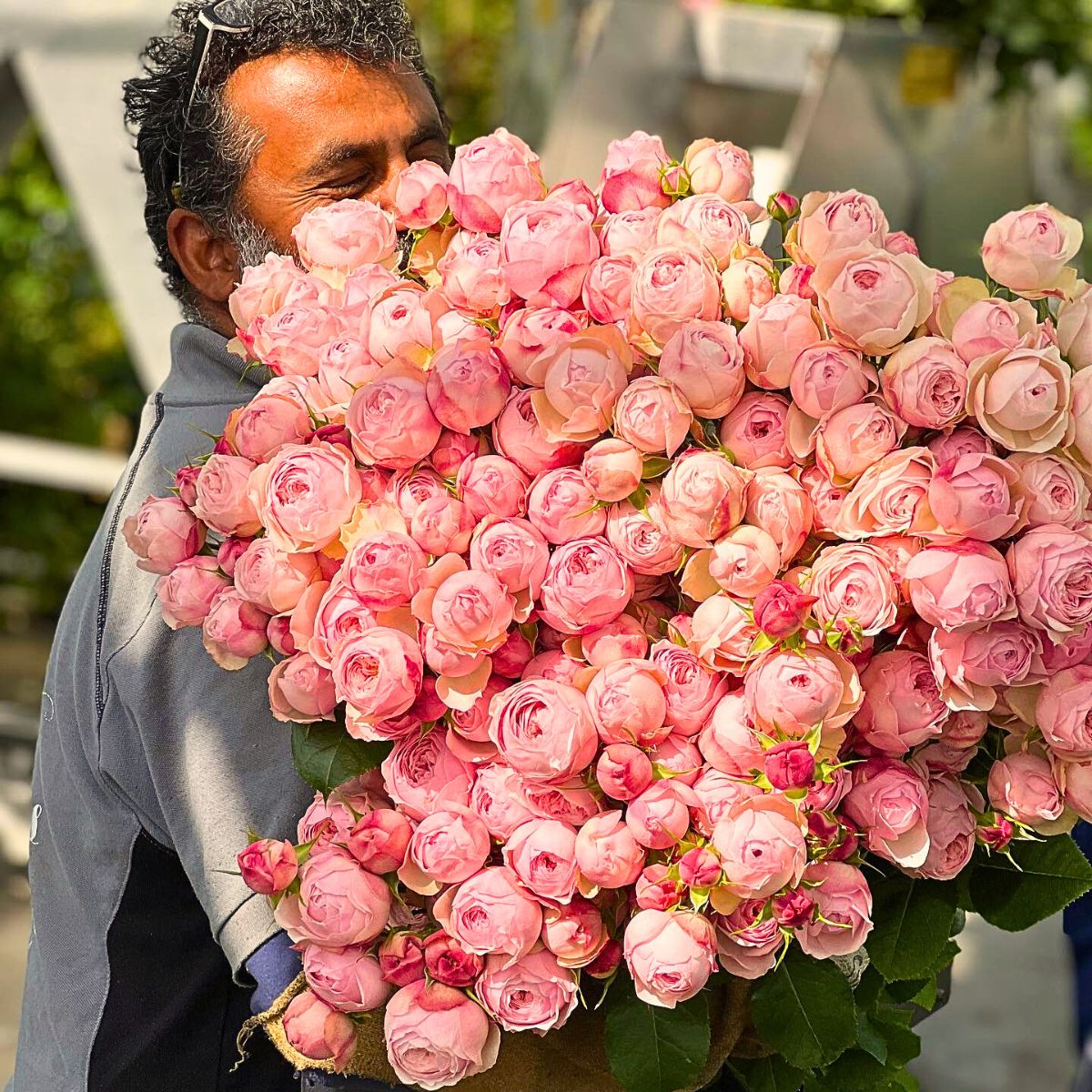 Jet Fresh Will Now Produce and Distribute VIP Roses Across North America and the Caribbean