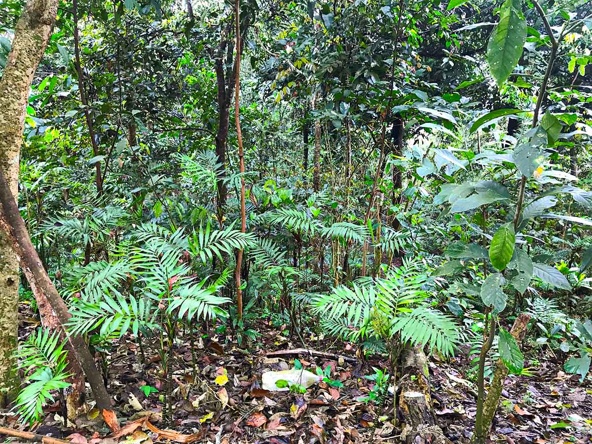 Chamaedorea wild harvest Mexico