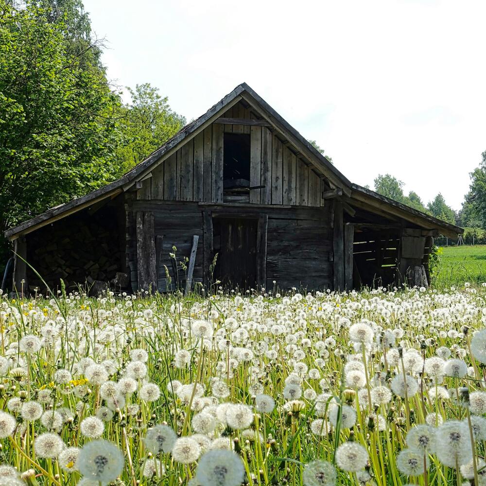 agriculture shed in farm